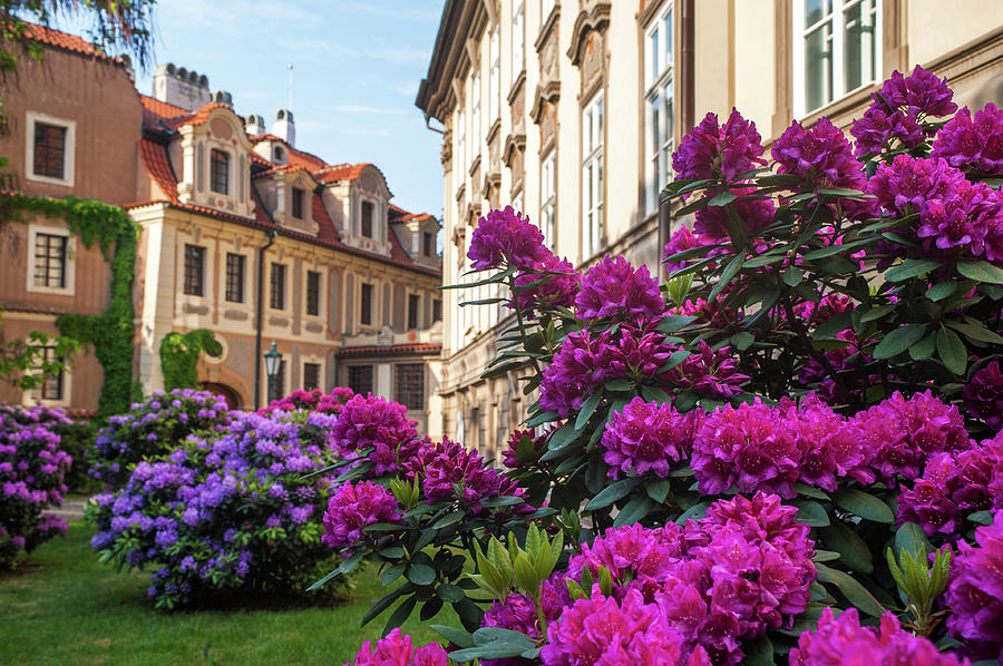 Magenta Blooms in Kolowrat Garden Prague Photograph by Jenny Rainbow