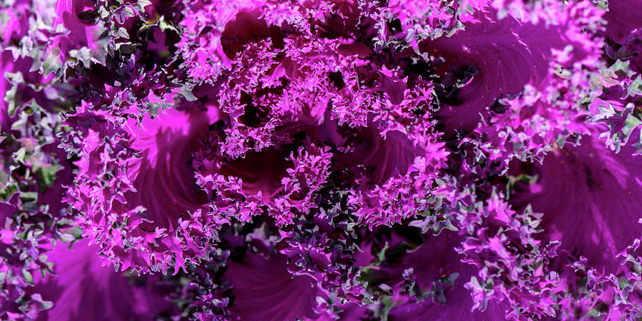 Magenta Cabbage by Mark Shoolery Magenta Cabbage by Mark Shoolery