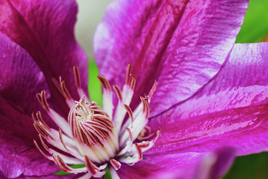 Magenta Clematis Photograph by Mary Ann Artz