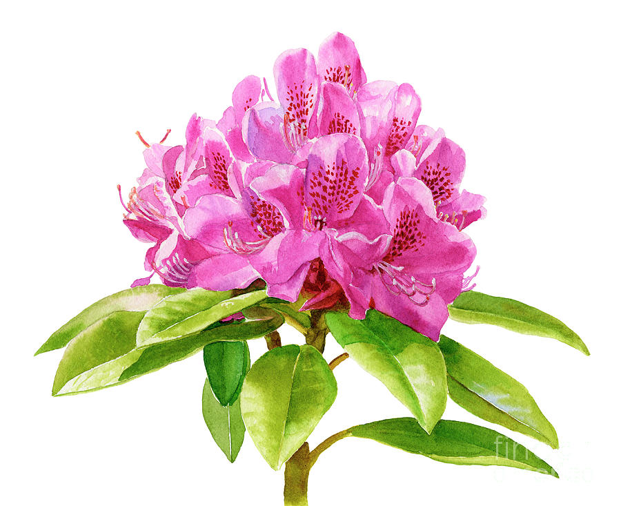 Flower Painting - Magenta Colored Rhododendron Square Design by Sharon Freeman
