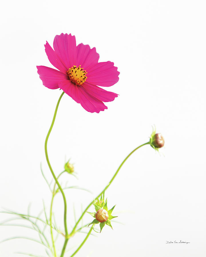Flower Photograph - Magenta Cosmos I by Debra Van Swearingen