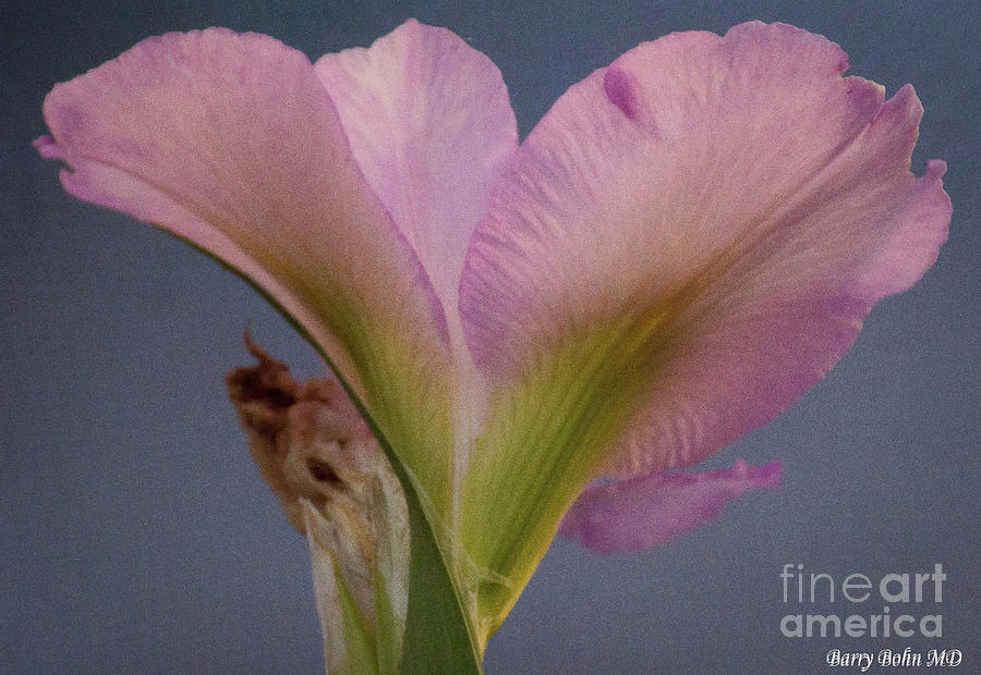 Magenta iris Photograph by Barry Bohn