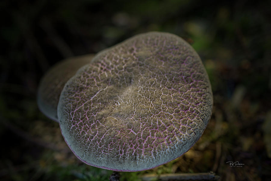 Magenta Mushroom Photograph by Bill Posner