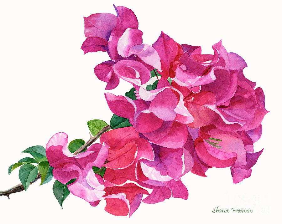 Magenta Red Violet Bougainvillea on White Painting by Sharon Freeman