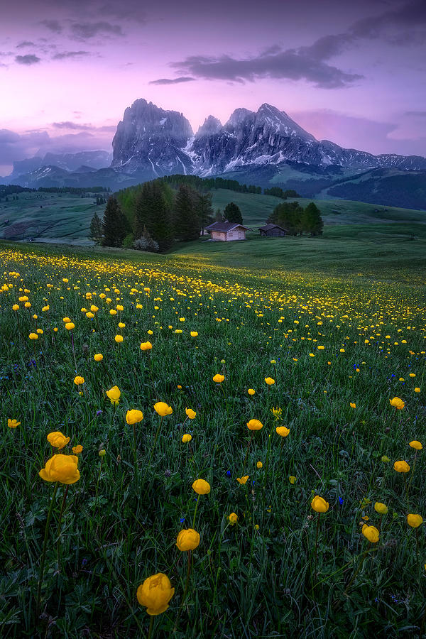 Magenta Riddim | Alpe Di Siusi, Italy Photograph by Som Roy