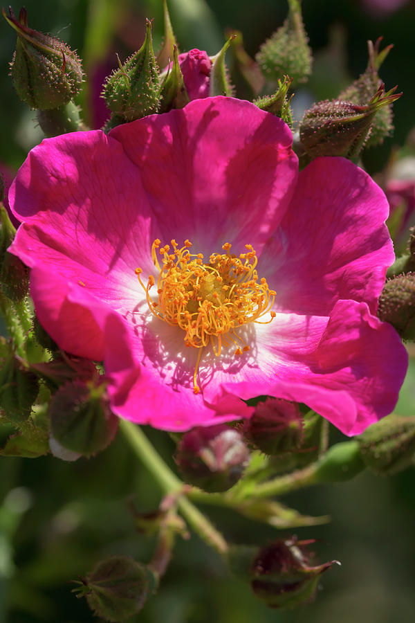 Magenta Rose Photograph by Dawn Cavalieri