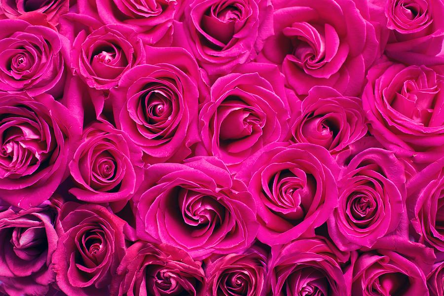 Magenta roses Photograph by Top Wallpapers