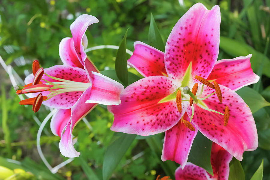 Magenta Stargazer Lily Photograph by Anna Miller - Pixels