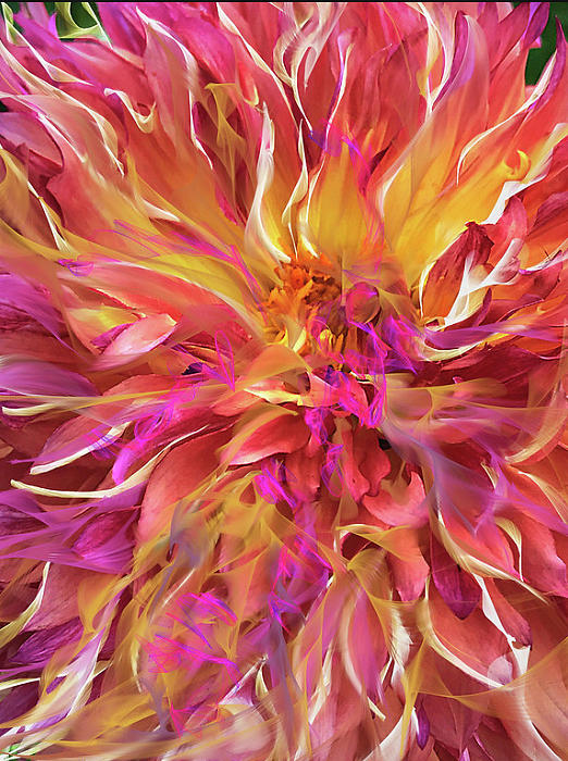 Magenta Sunshine Digital Art by Cindy Greenstein
