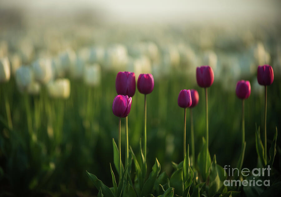 Tulip Photograph - Magenta Tulips in Soft Light by Mike Reid