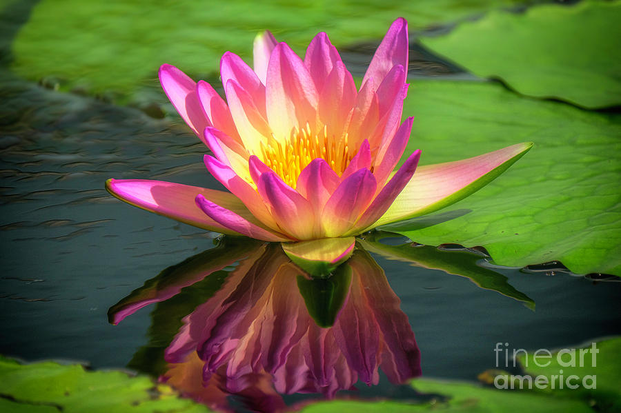 Magenta Water Lily Photograph