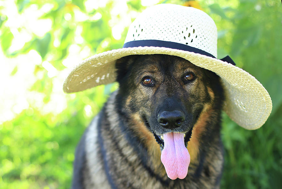 Maggie May in Gardening Hat Photograph by Stamp City