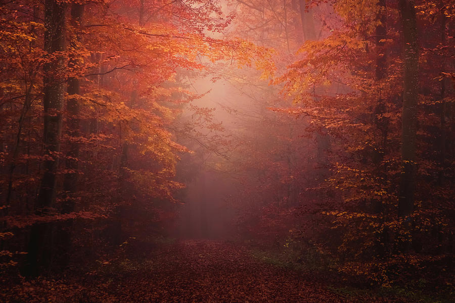 Magic autumn forest Photograph by Attila Gimesi - Fine Art America