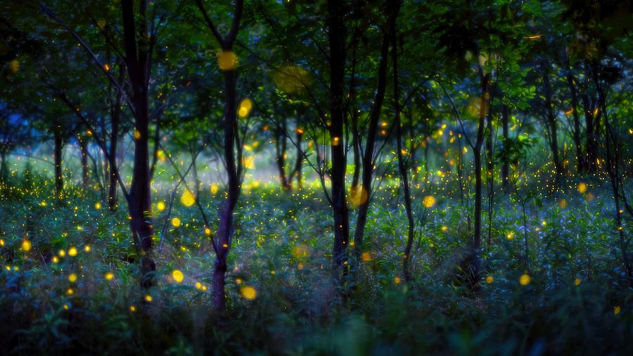 Magic Fireflies Photograph by Hua Zhu