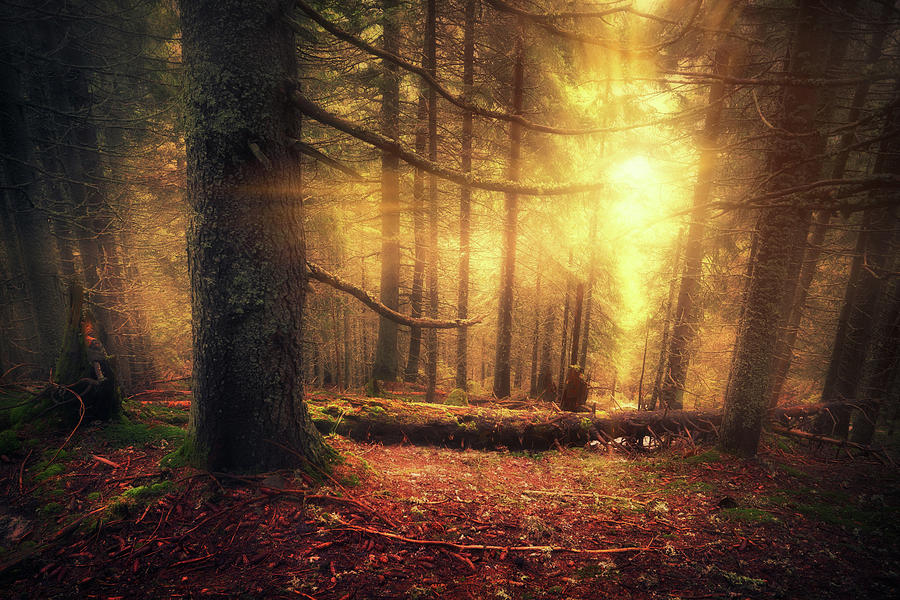 Magic Forest And Light Photograph by Sergiy Trofimov Photography