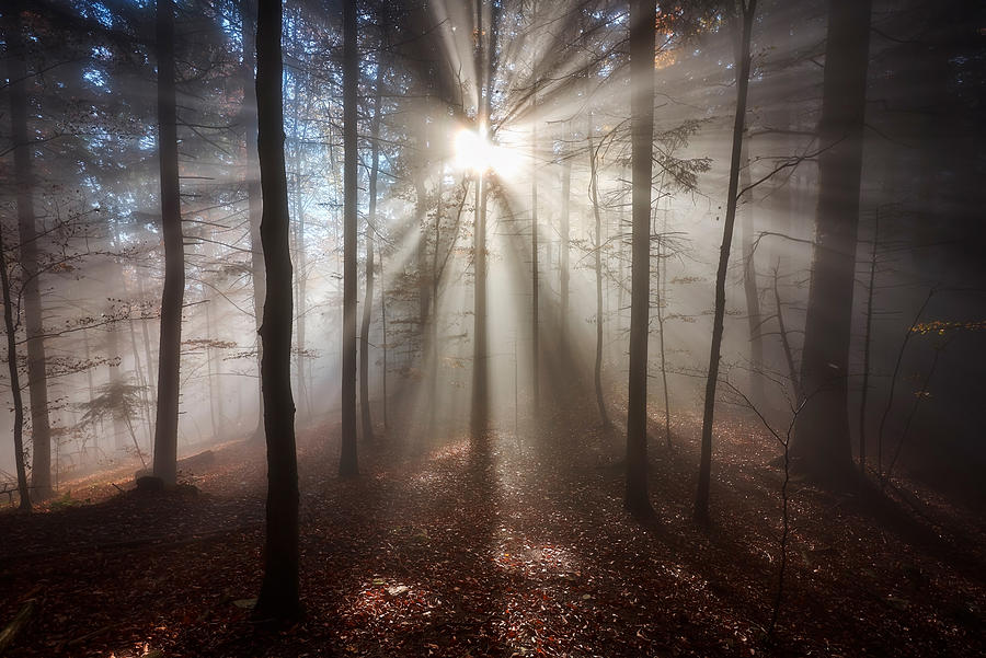 Magic Forest Photograph by Jakub Kozio?