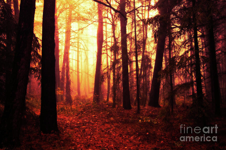 Magic Forest Photograph by Michal Boubin