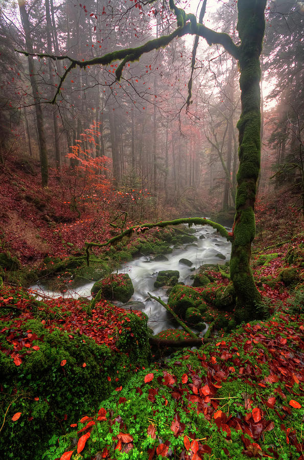 Magic Forest Photograph by Philippe Saire - Photography