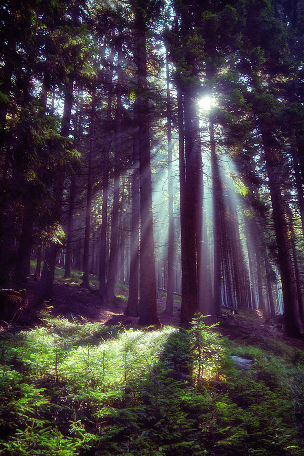 Magic forest Photograph by Raffaella Lunelli