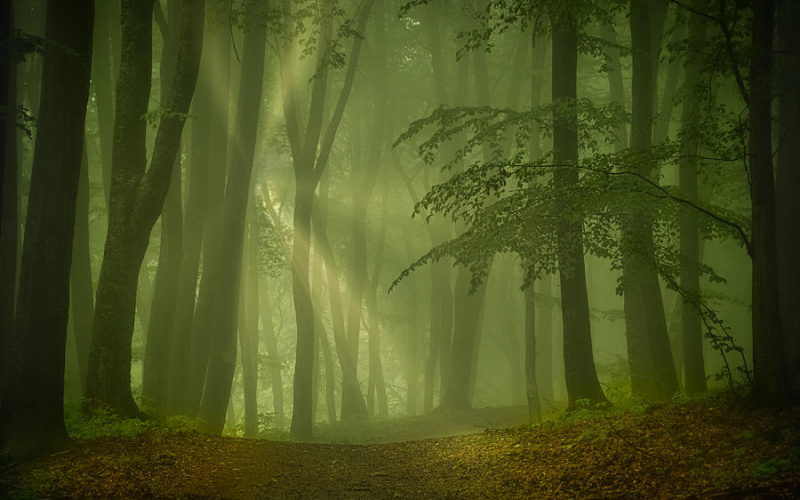 Magic Forest Photograph by Vio Oprea - Fine Art America