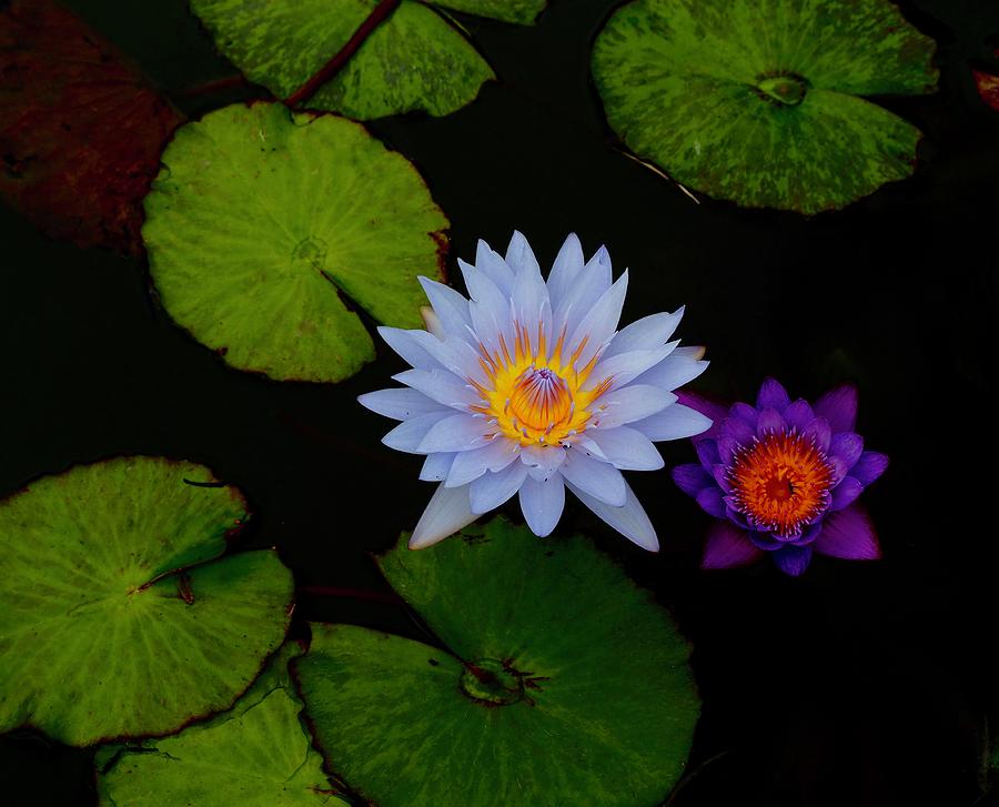 Magic In A Pond Photograph by Alida M Haslett