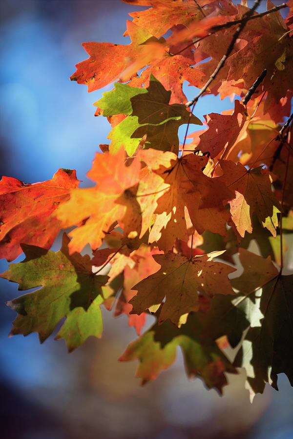 Magic Maple Leaves  Photograph by Saija Lehtonen