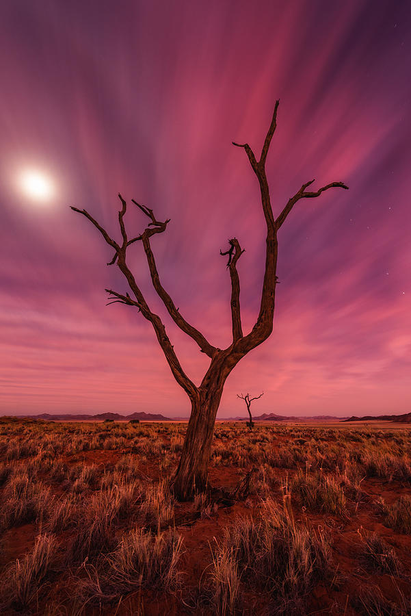 Tree Photograph - Magic Moments by Raymond Hoffmann