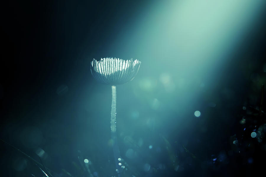 Mushroom Photograph - Magic Mushroom by Roeselien Raimond