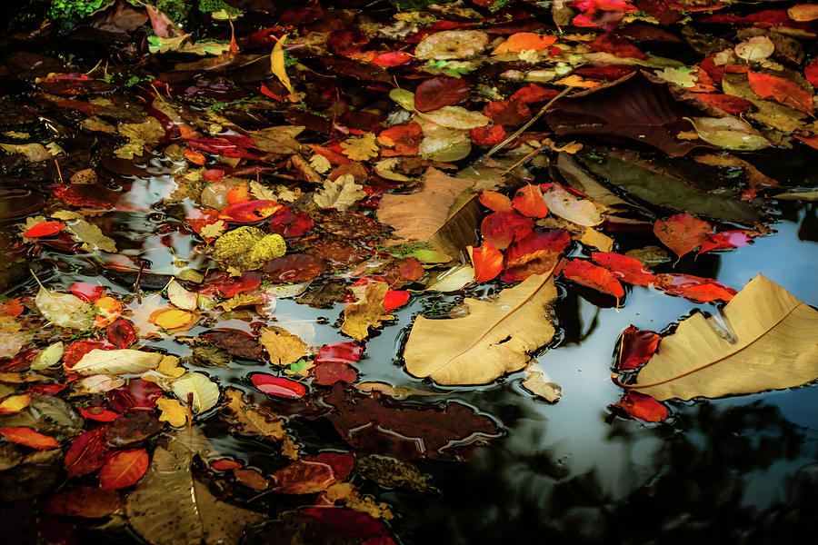 Magic of Autumn - 3 Photograph by Christopher Maxum