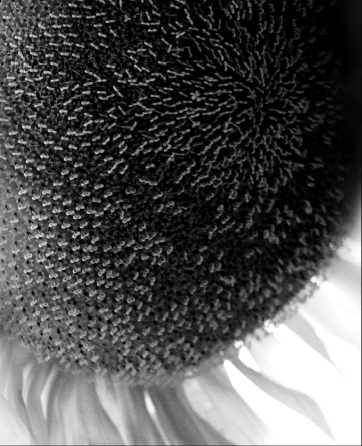 Magic of The Sunflower Photograph by The Art Of Marilyn Ridoutt-Greene