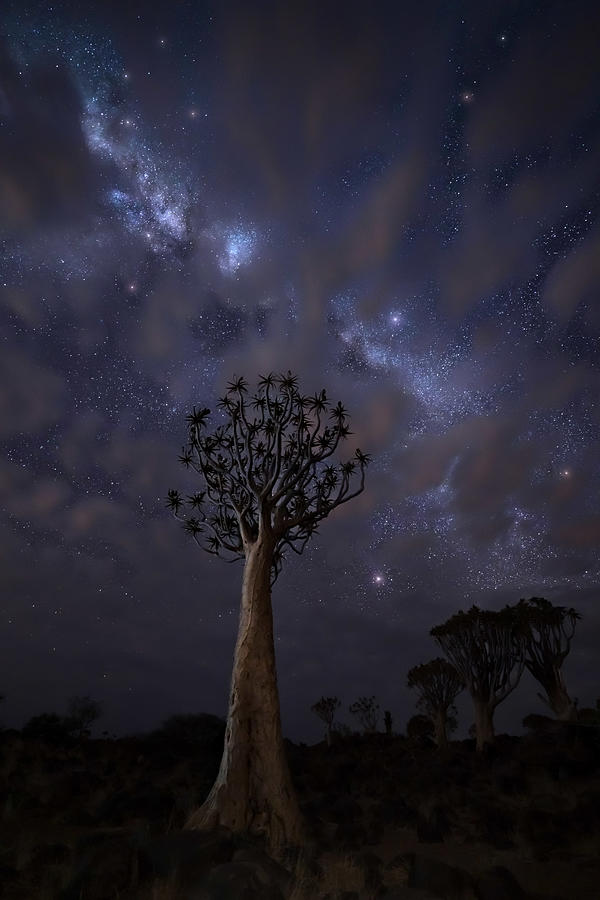 Magic Stars Over The Quivertree A/33765 Photograph by Joanaduenas