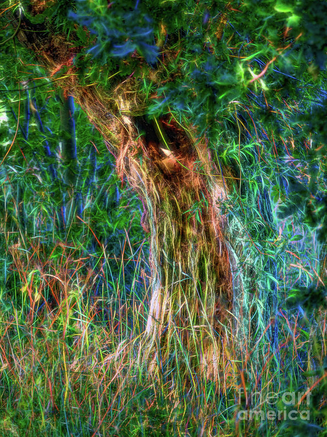 Magic Tree by Casper Cammeraat Magic Tree by Casper Cammeraat