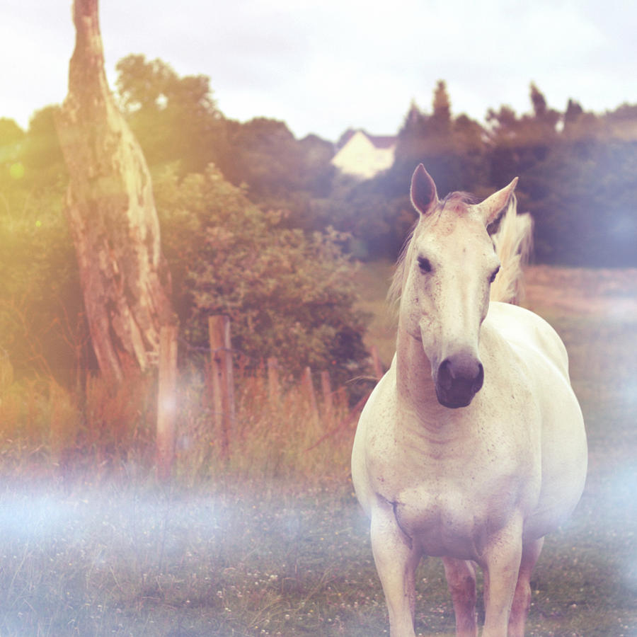 Magic White Horse Photograph by Michael Sullivan