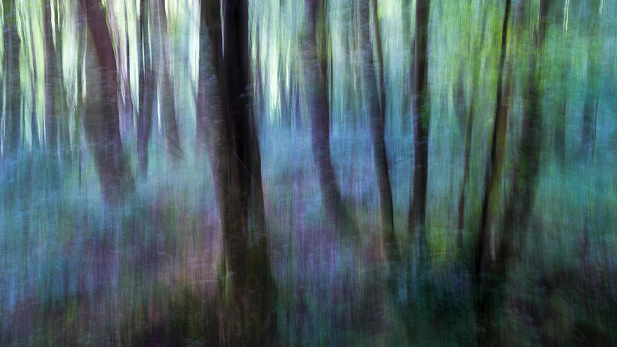 Tree Photograph - Magical Abstract Image Of A Summer by Andrew Kearton