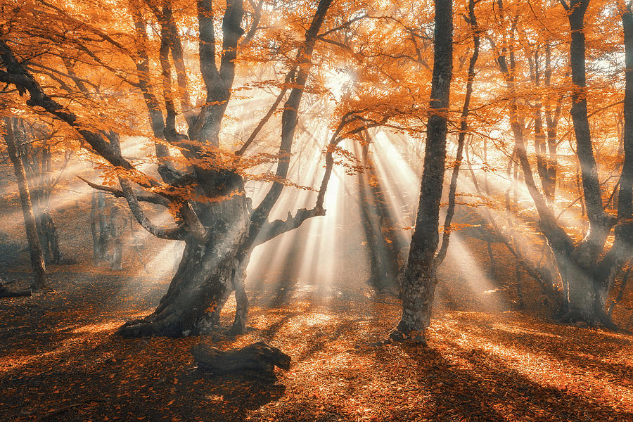 Tree Photograph - Magical Autumn Forest With Sun Rays by Denys Bilytskyi