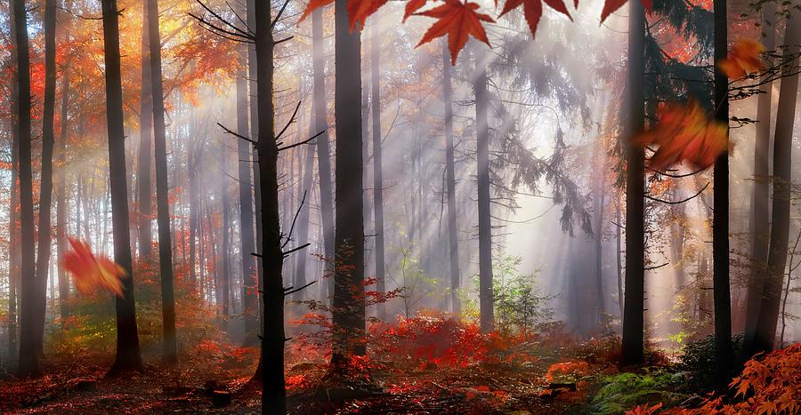 Tree Photograph - Magical Autumn Scenery In A Dreamy by Smileus Images