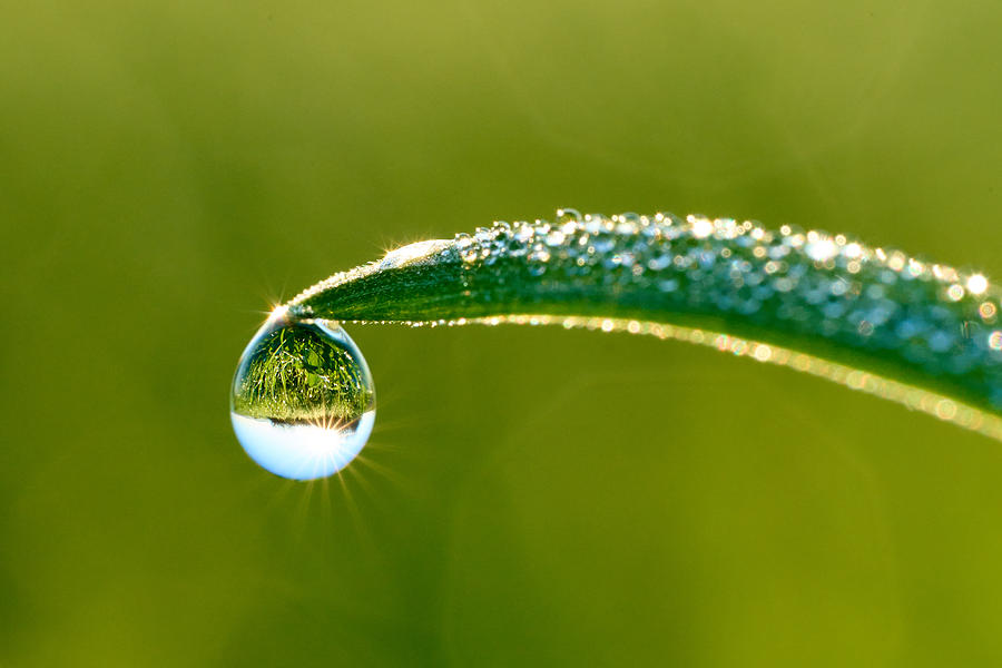 Magical Dew Photograph by Ilan Horn - Fine Art America