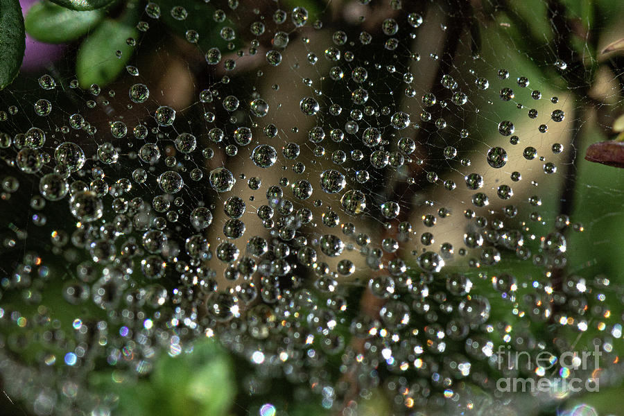 Magical dew on Spiders Web by Brian Roscorla Magical dew on Spiders Web by Brian Roscorla
