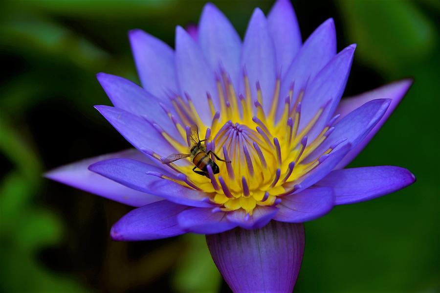 Magical Electric Blue Water Lilly Photograph by Heidi Fickinger