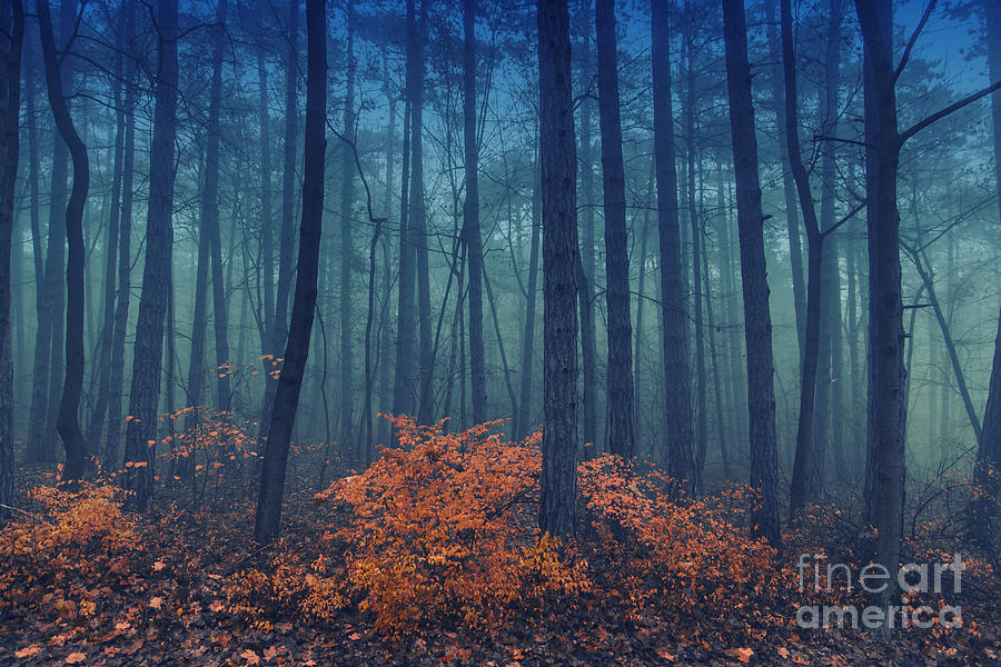 Magic Photograph - Magical Foggy Seasonal Forest Tree by Babaroga Magic Photograph - Magical Foggy Seasonal Forest Tree by Babaroga