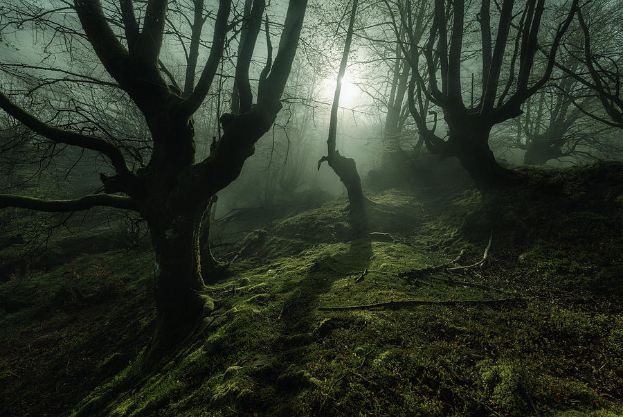 Magical Forest Photograph by Alfonso Maseda Varela