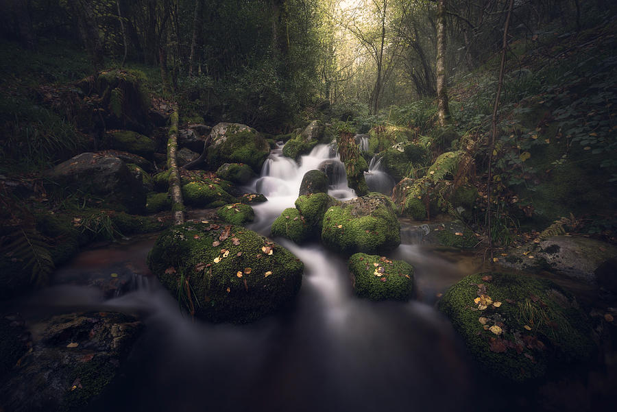 Magical Forest Photograph by Antonio Prado Prez