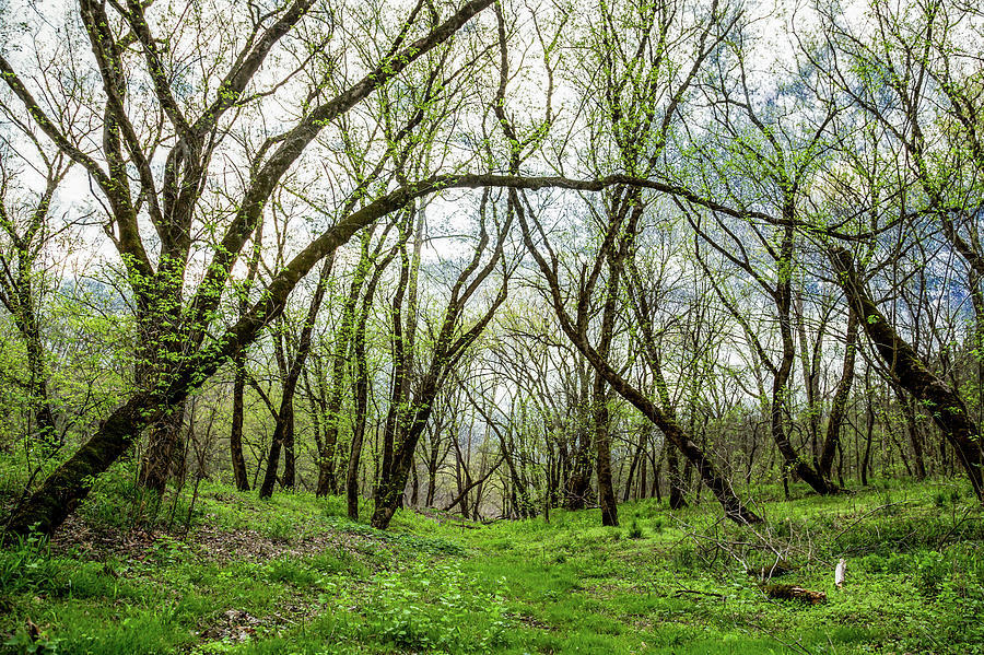 Magical Forest Photograph by Lisa Lemmons-Powers - Fine Art America