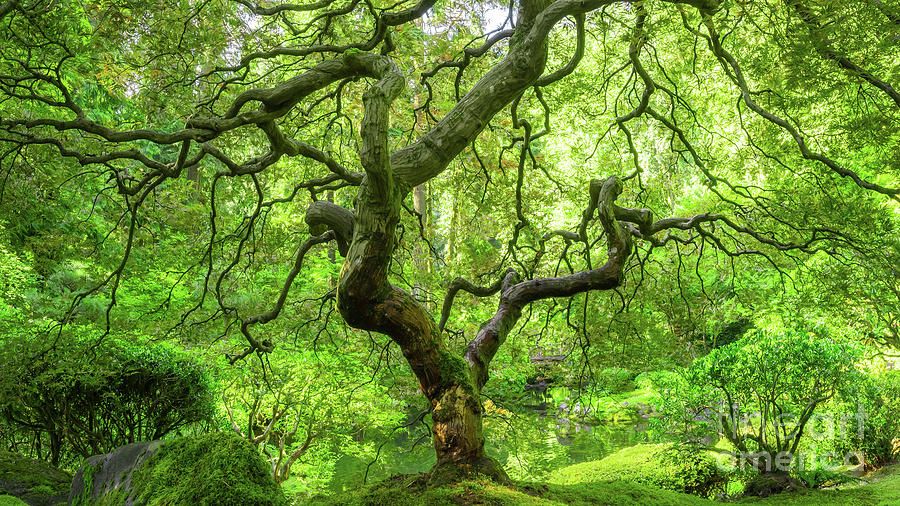 Magical Japanese Maple Tree Photograph by Michael Ver Sprill