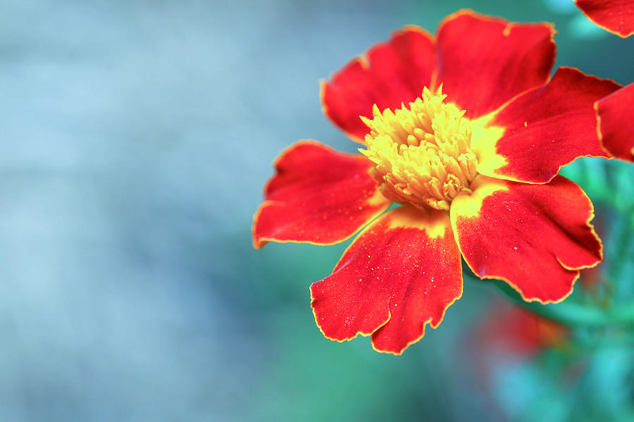 Magical Marigold Bloom Photograph by Laura Smith