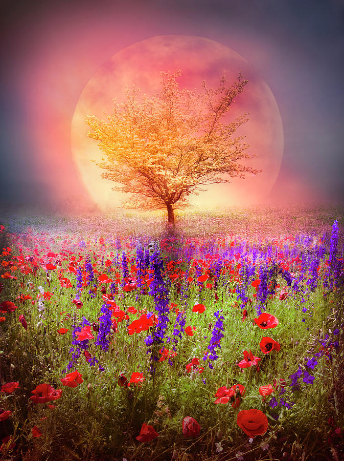 Magical Moon in the Poppies Photograph by Debra and Dave Vanderlaan