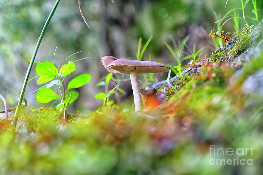 Magical Mushroom Photograph by Alison Belsan Horton