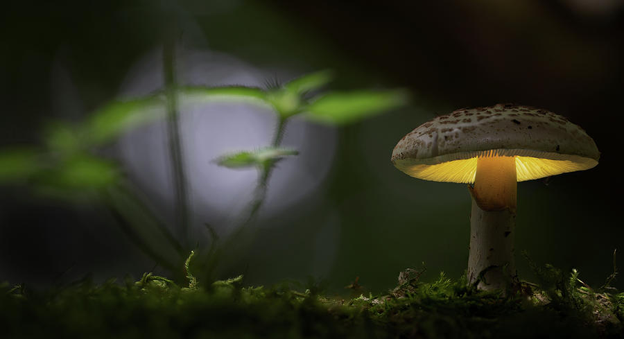 Magical mushroom glowing in the autumn forest Photograph by Dirk Ercken