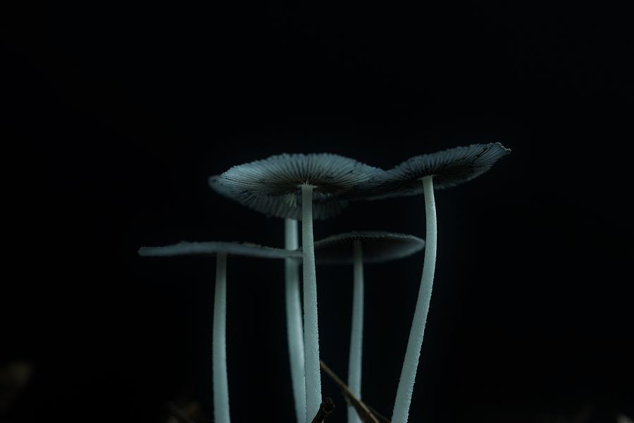 Magical Mushrooms 3 Photograph by Steven Clipperton