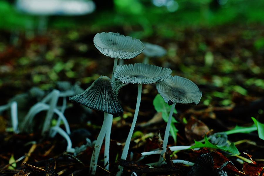 Magical Mushrooms 4 Photograph by Steven Clipperton